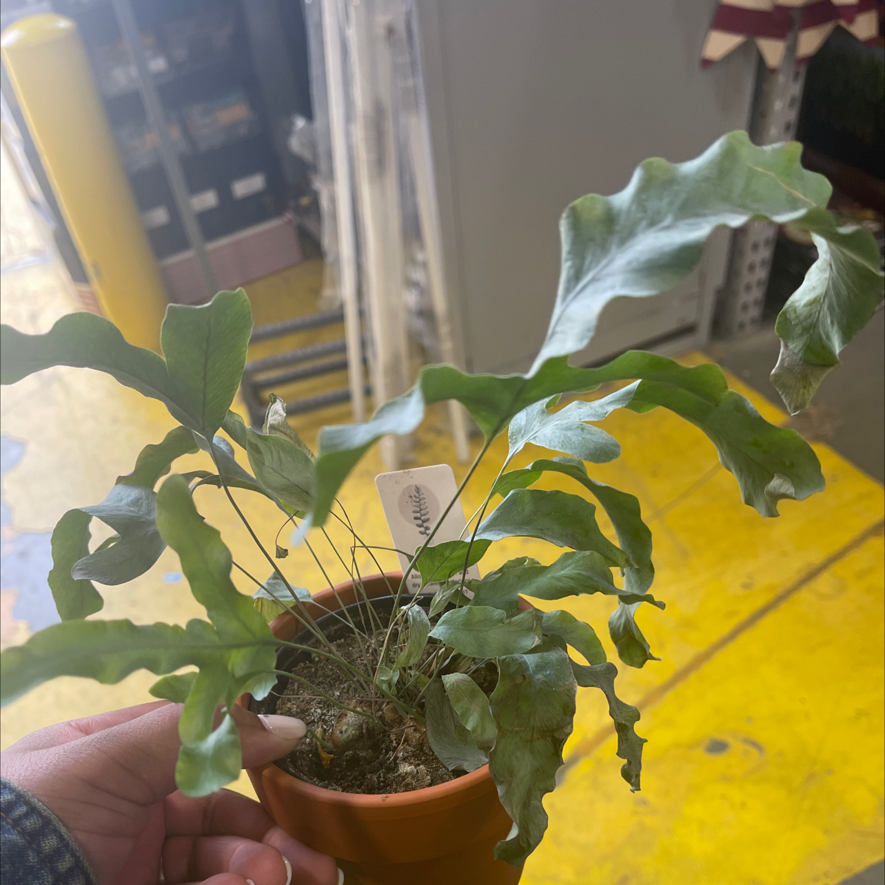 Blue Star Fern in a small pot held by a hand, store background.