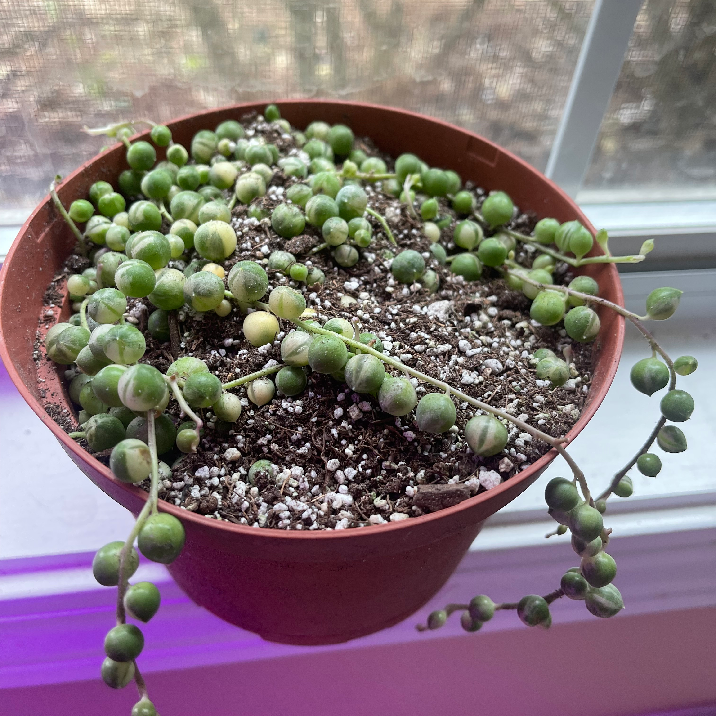 Variegated String of Pearls plant in a pot near a window with some yellowing and browning pearls.