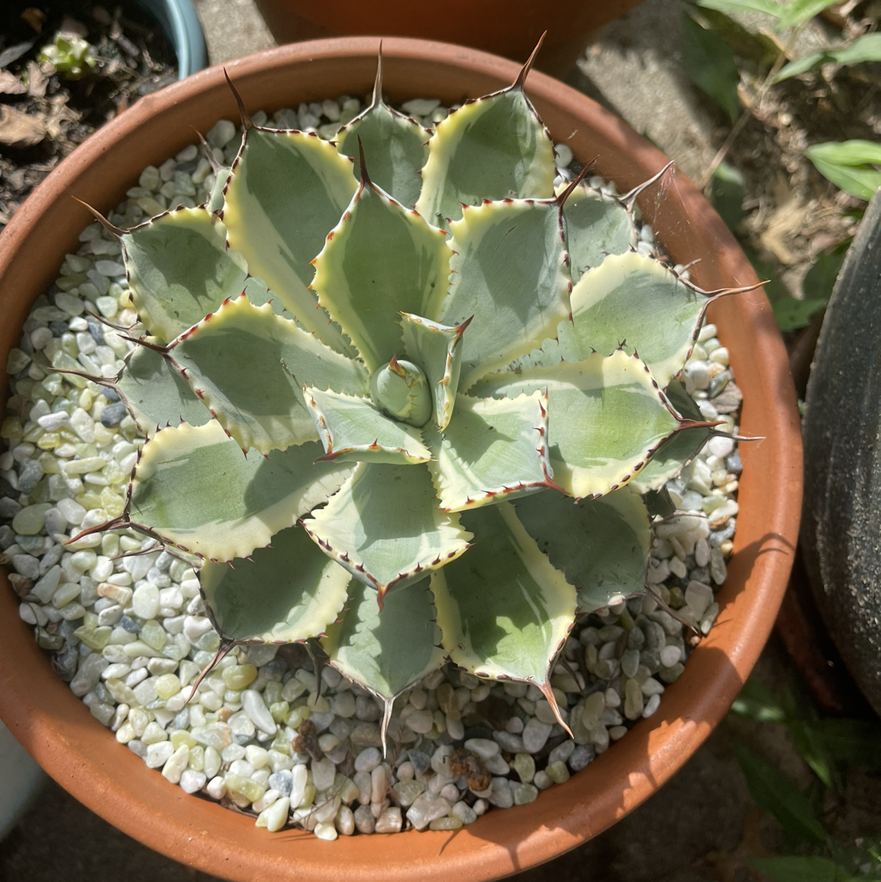 Butterfly Agave plant in a terracotta pot with white pebbles.