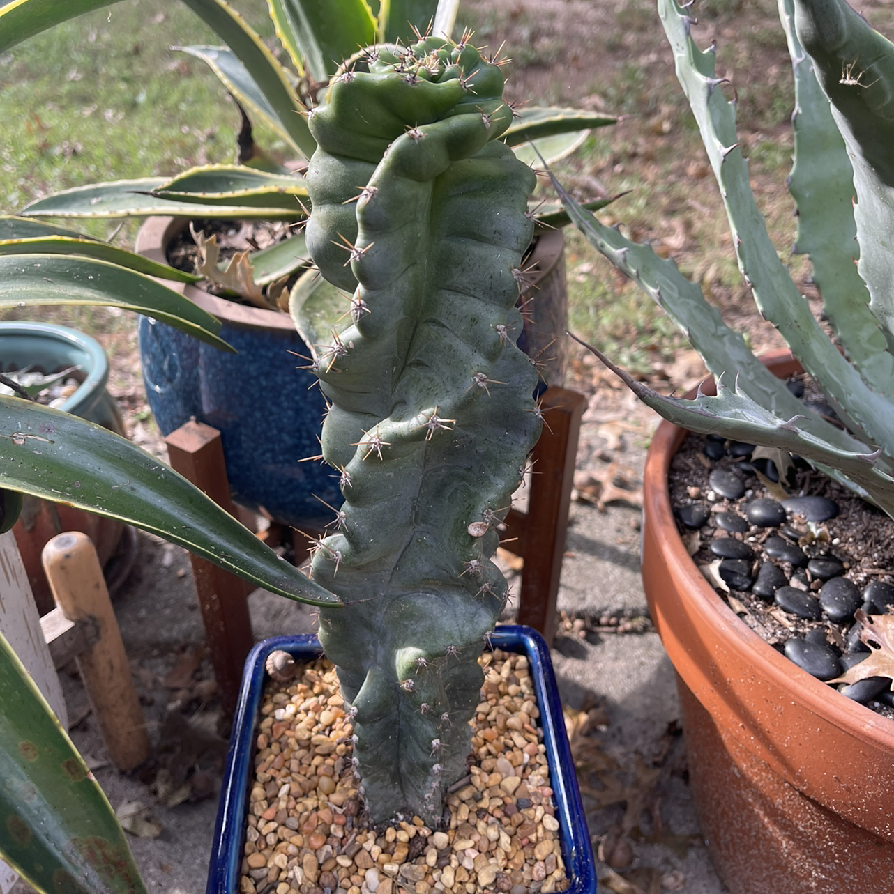 Spiral Cactus in a pot with gravel, surrounded by other potted plants.