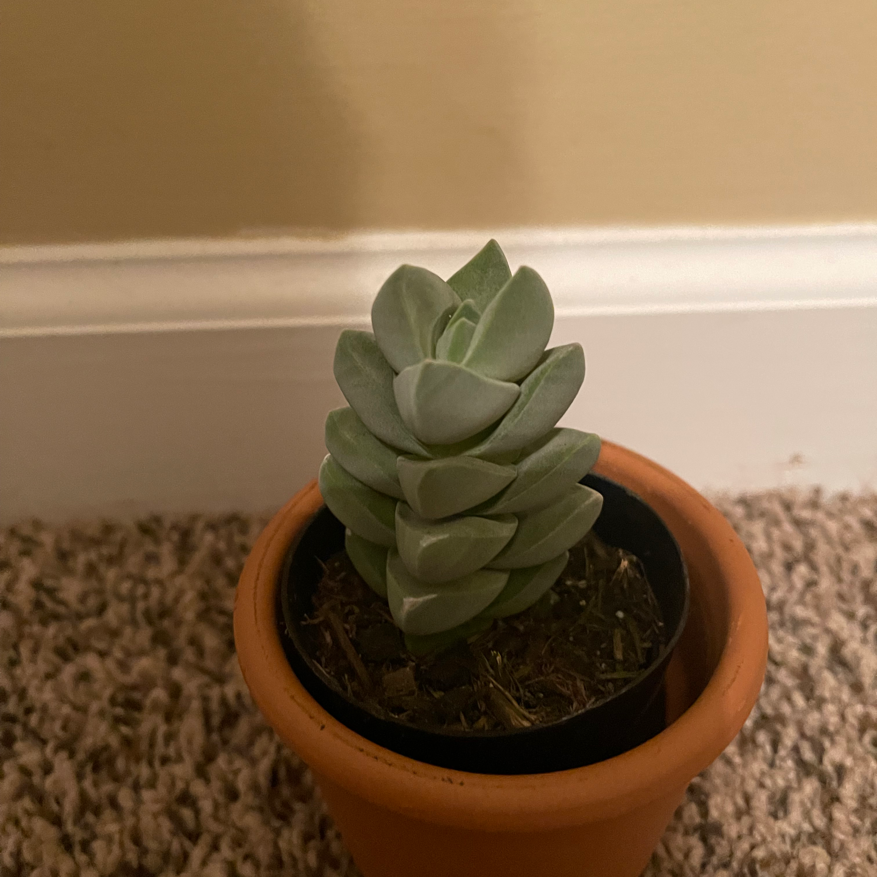 Crassula 'Moonglow' plant in a small pot, healthy and well-framed.