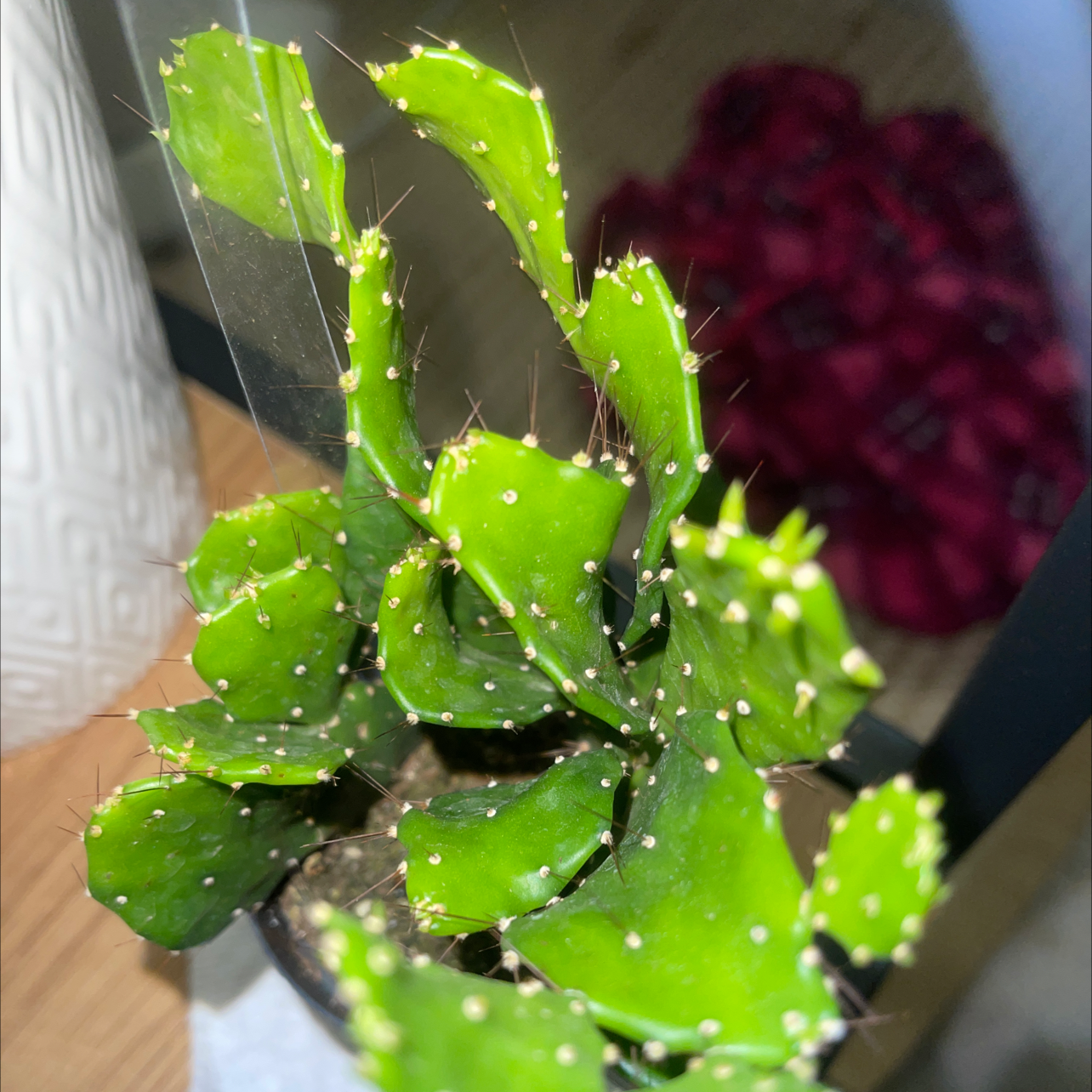 Photo of the plant species Brazilian Pricklypear by Asia named Jone on Greg, the plant care app
