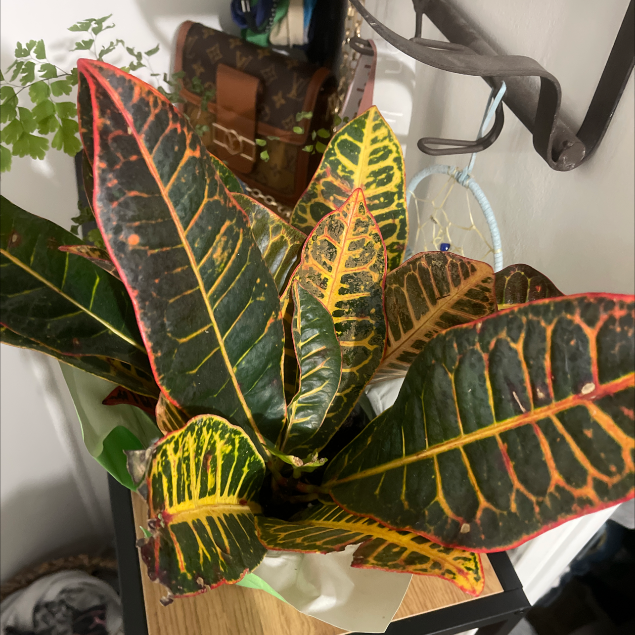 Gold Dust Croton plant photo by Asia named Starr on Greg, the plant care app.