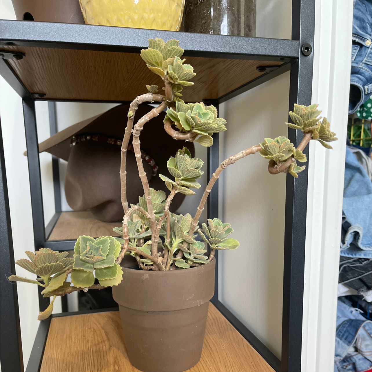 Potted White-Edged Swedish Ivy on a shelf, healthy with no visible discoloration.
