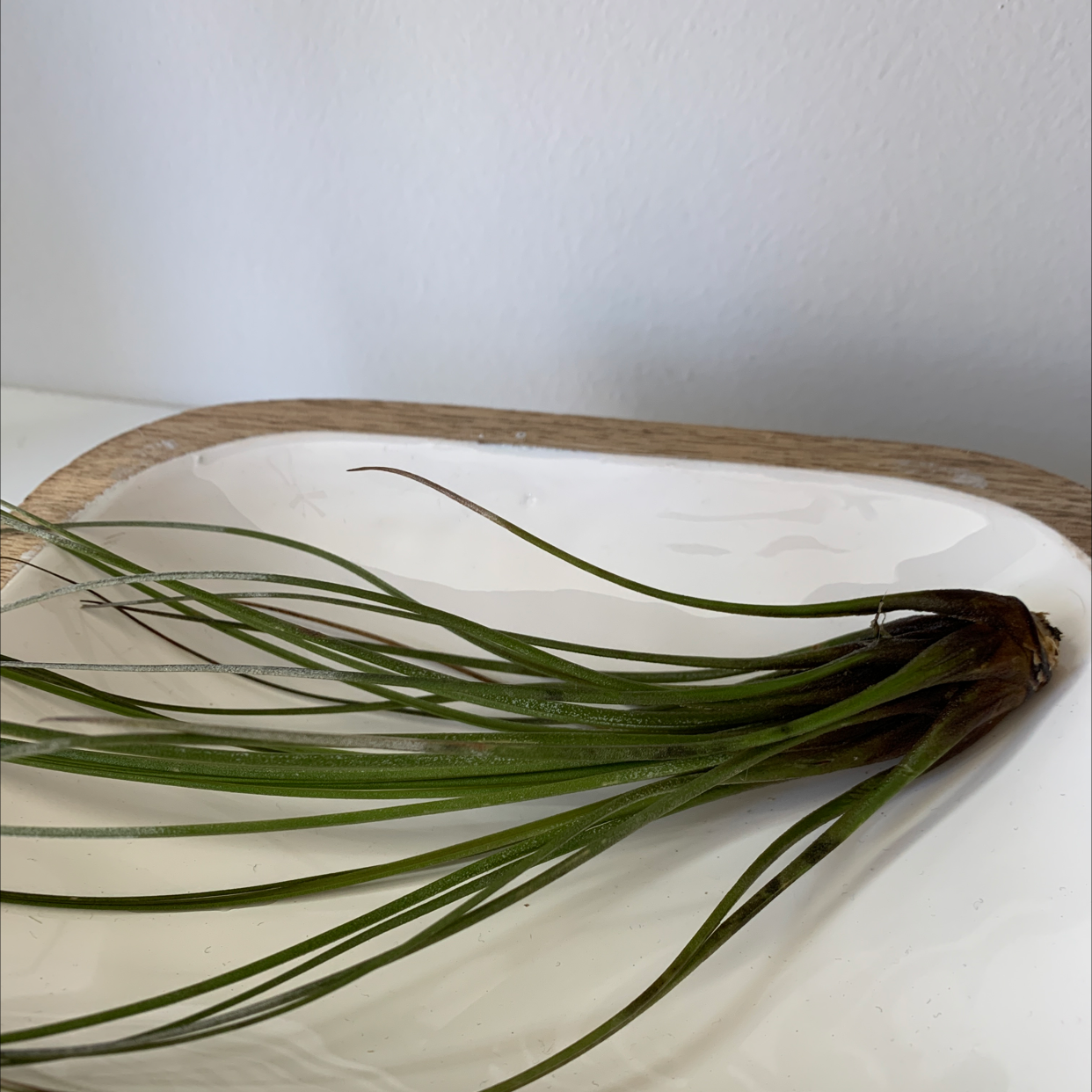 Tillandsia harrisii plant on a white surface, appears healthy with green leaves.