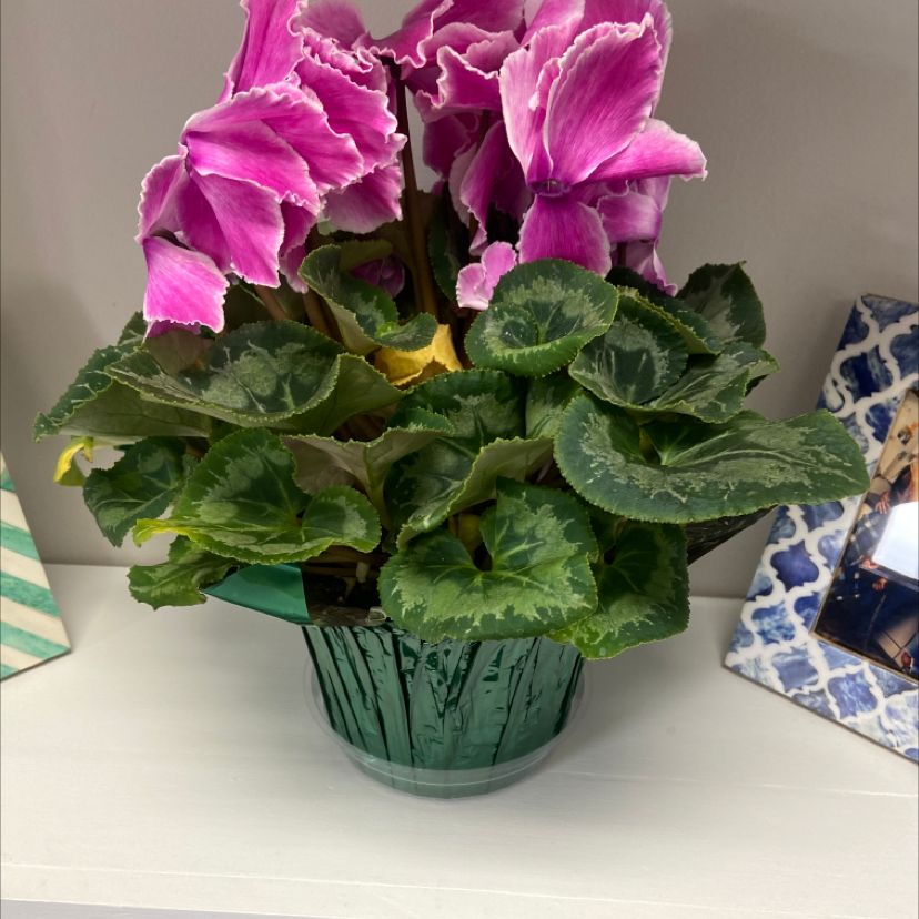 Potted persian cyclamen plant with pink blooms and variegated green leaves in textured planter, appearing healthy and well-cared for.