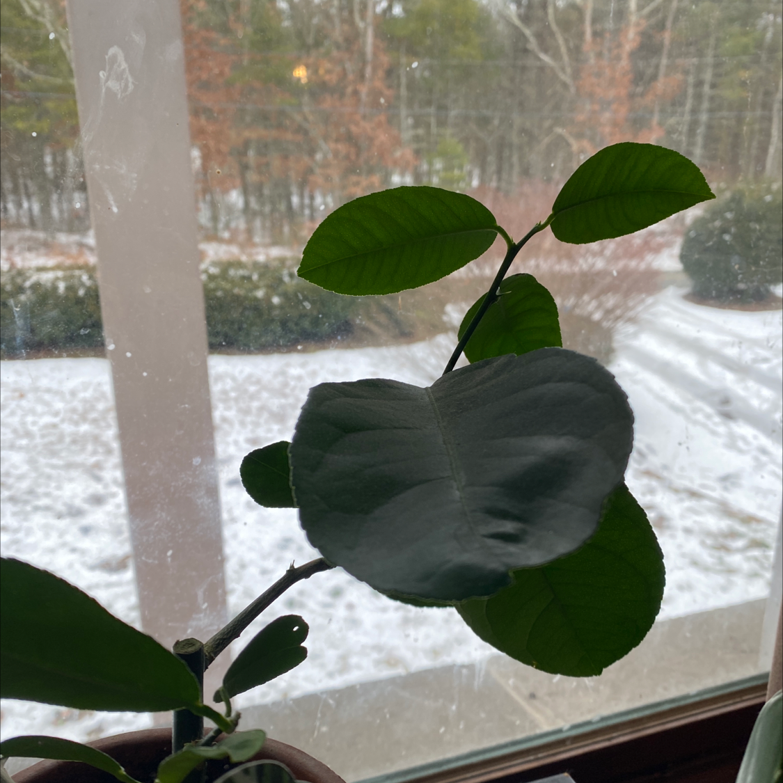 Healthy dark green Meyer lemon tree branch with large leaves in front of a snowy window, suggesting indoor growth.