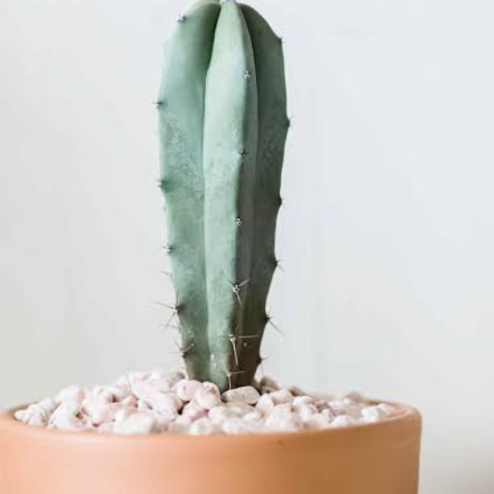 Photo of the plant species Blue Myrtle Cactus by Chelsie named Fletcher on Greg, the plant care app