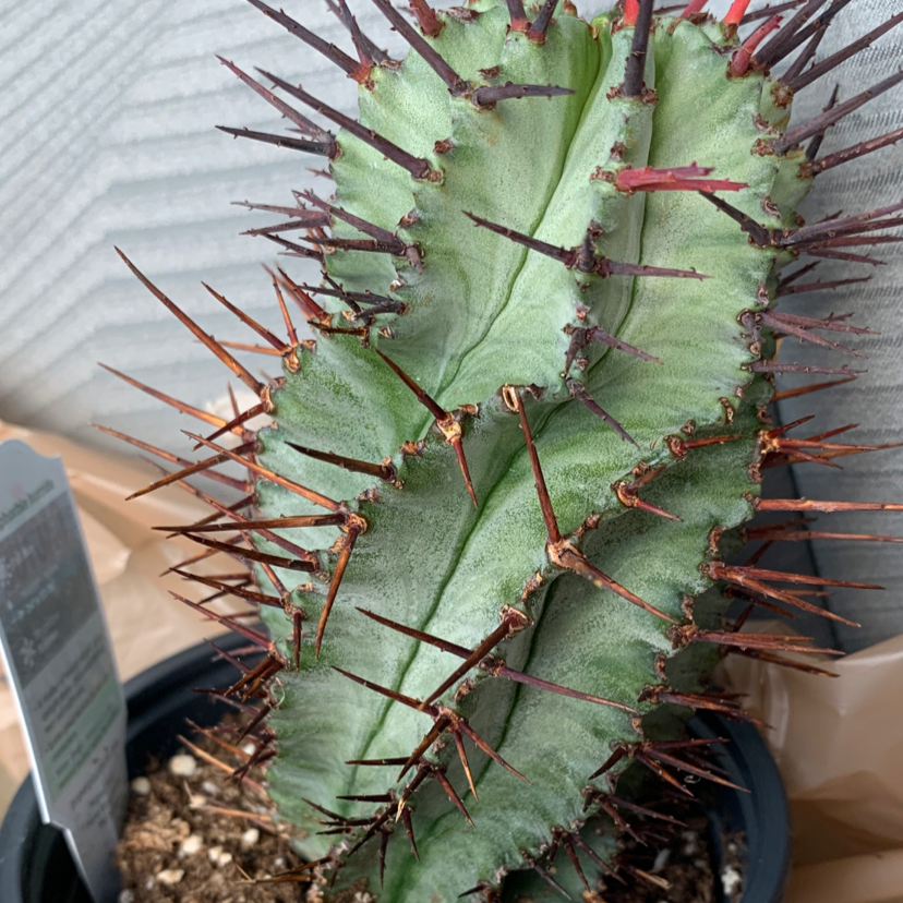 Photo of the plant species Euphorbia heptagona by @PrismaticArtist named Naomi on Greg, the plant care app
