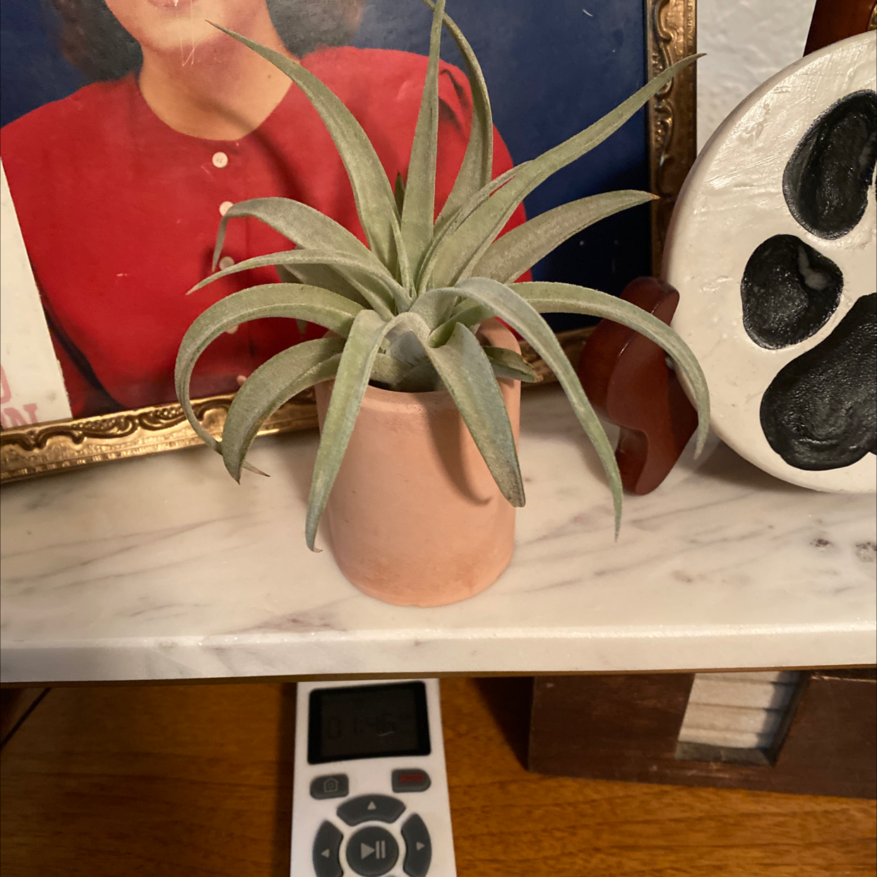 Spreading Airplant in a small pot on a shelf with decorative items in the background.