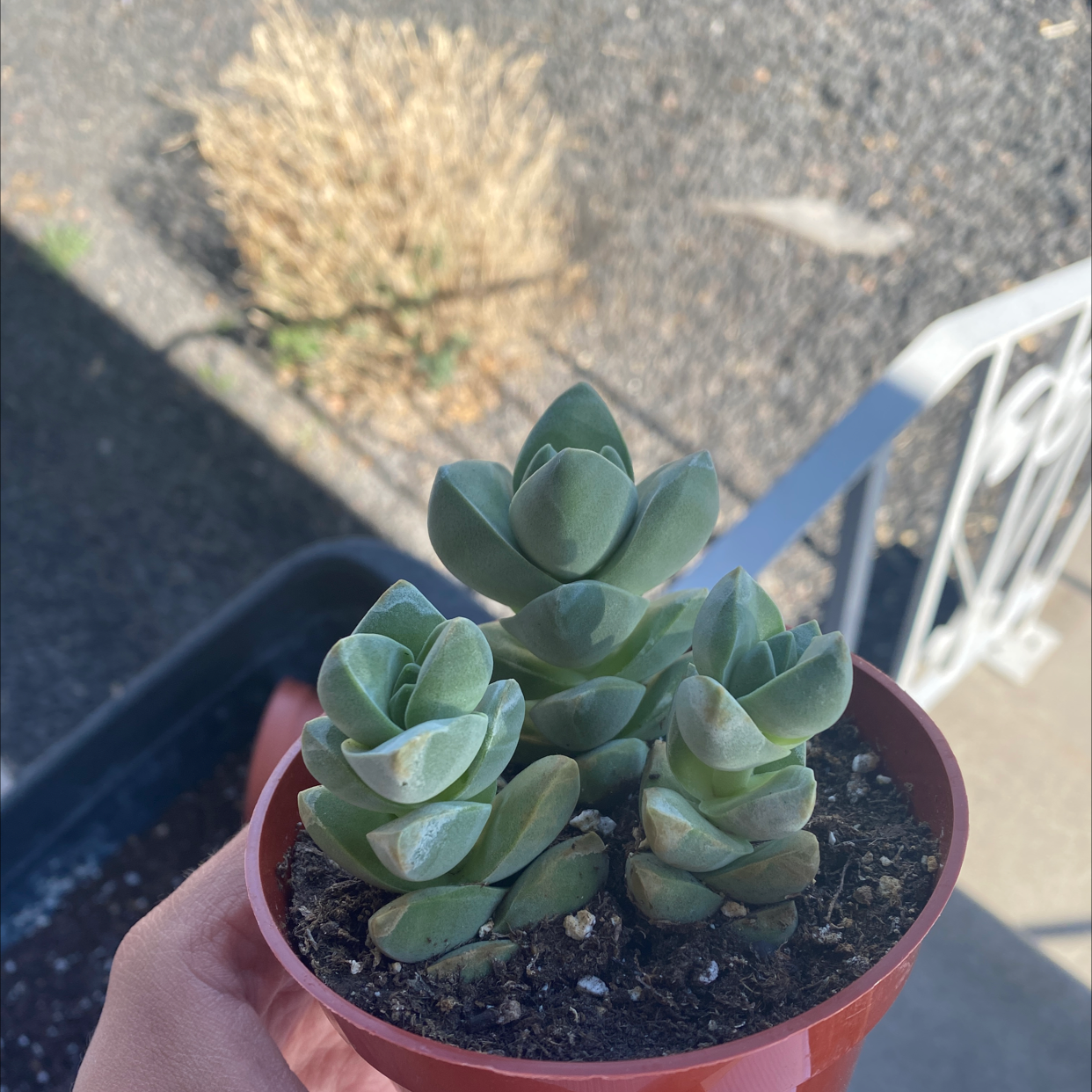 Crassula 'Moonglow' plant in a small pot, held by a hand.