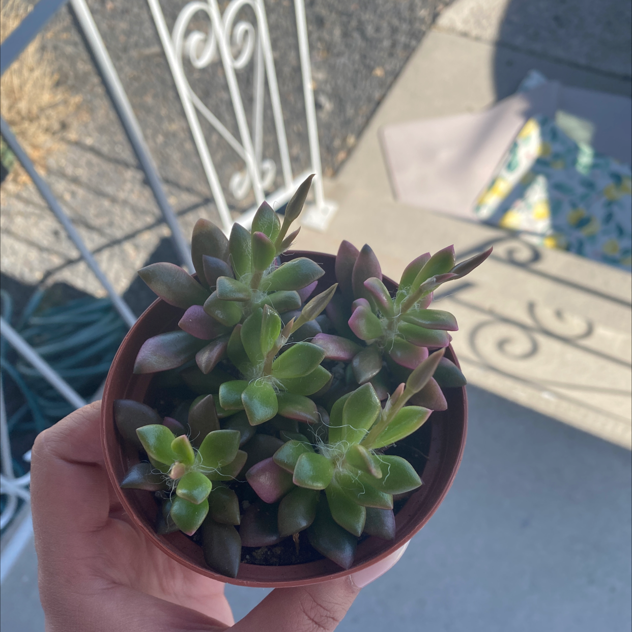 Potted Anacampseros 'Sunrise' succulent with green and reddish leaves, held by a hand.