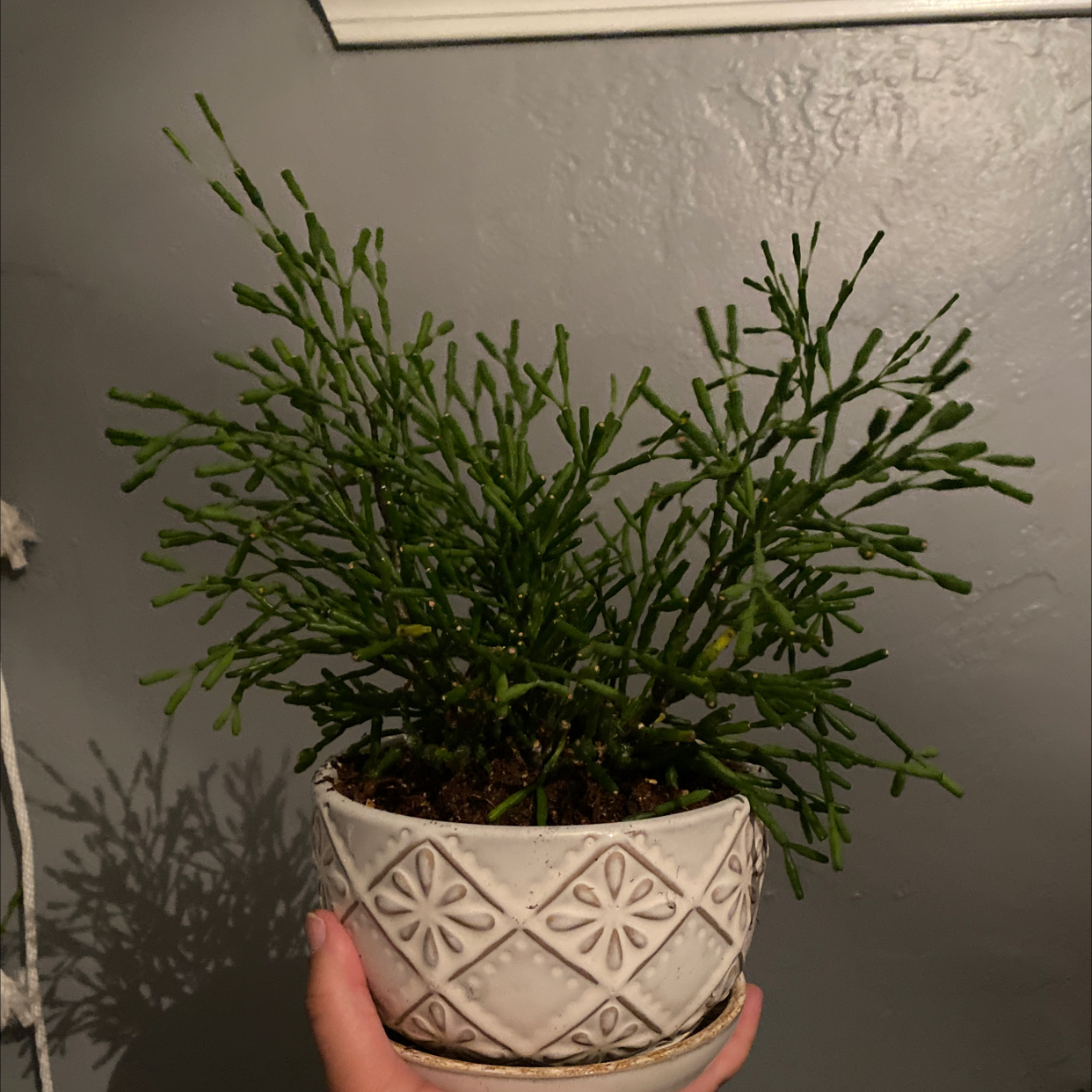 Photo of the plant species Dancing Bones by @Graciefree named Tommy Pickels on Greg, the plant care app