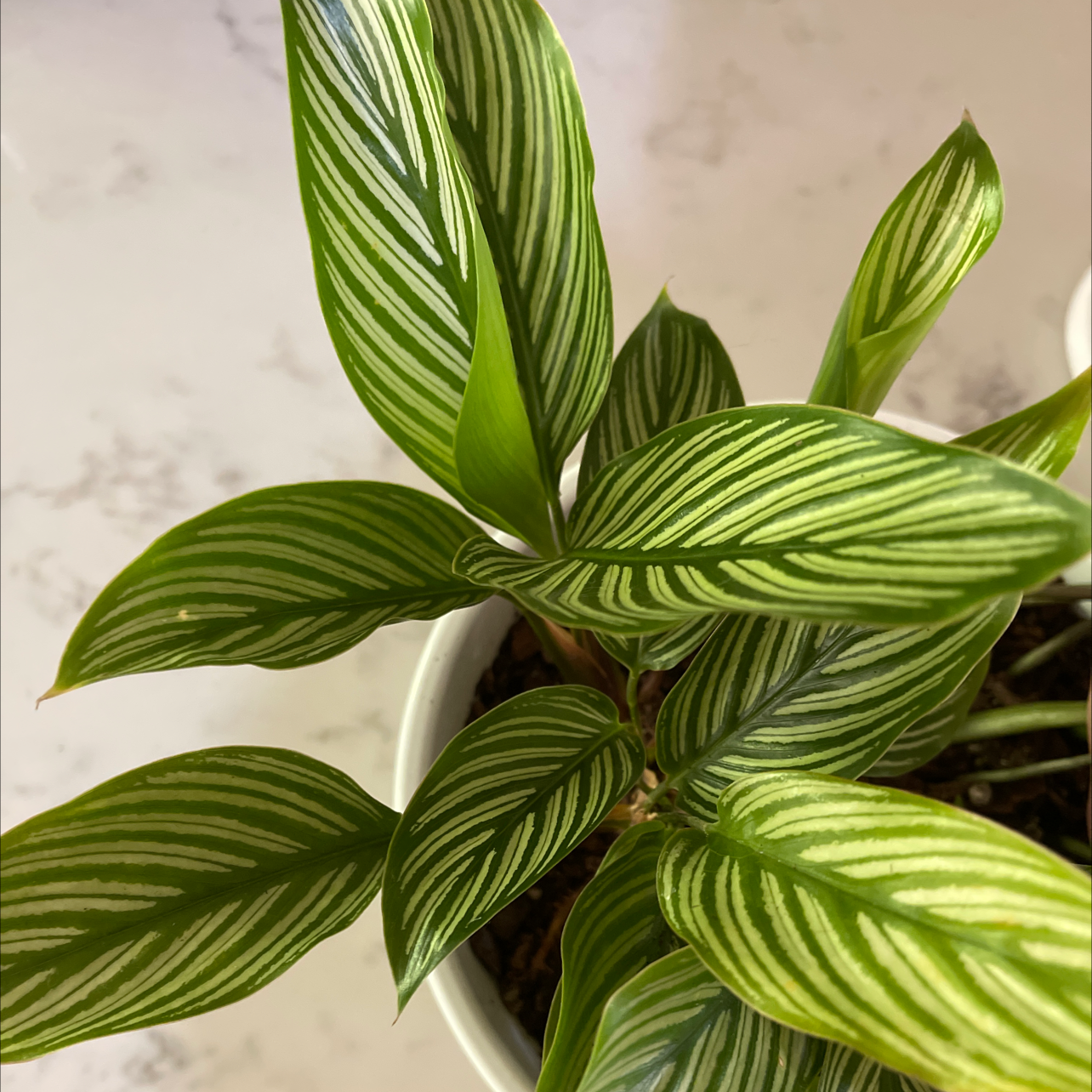 Calathea Vittata plant with vibrant green leaves and white stripes in a white pot.