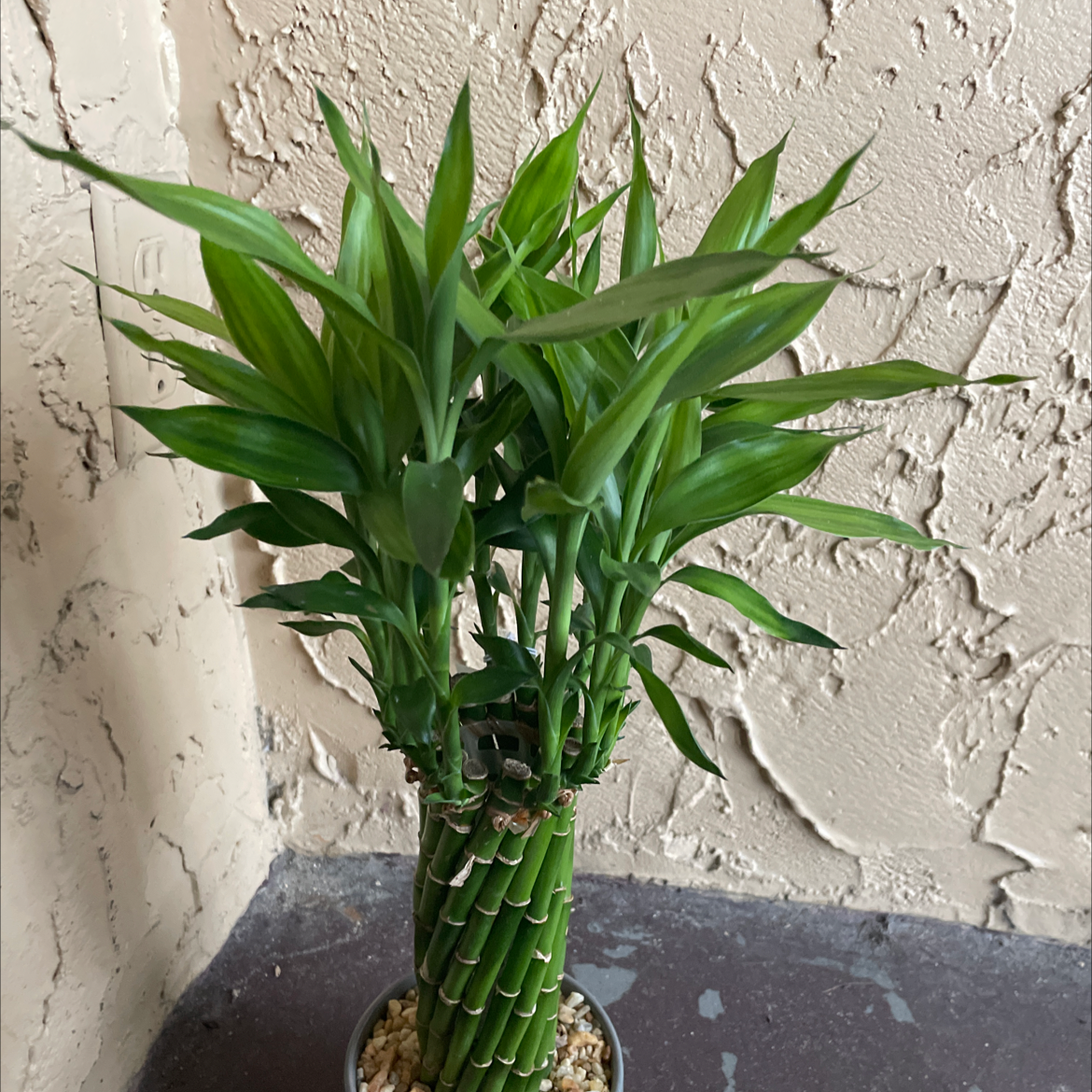Lucky Bamboo plant photo by Briana named Kanye on Greg, the plant care app.
