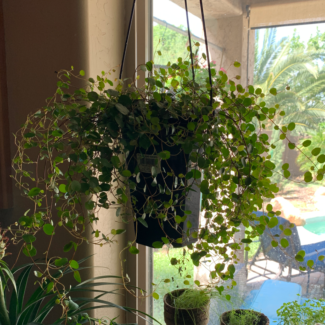 Creeping Wire Vine plant photo by Kaitlin named angel on Greg, the plant care app.
