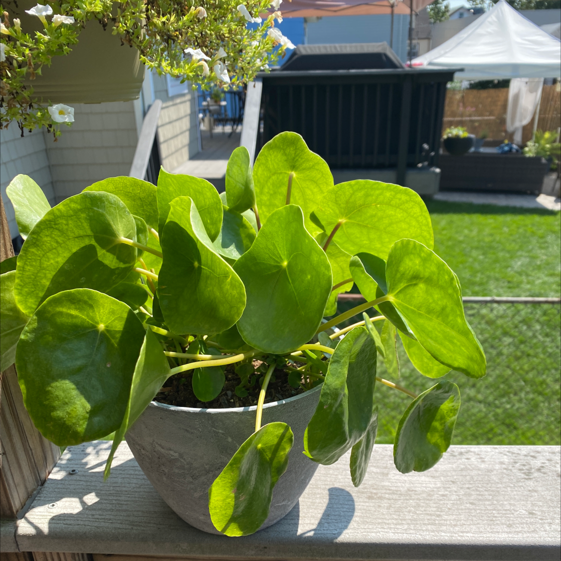 Chinese Money Plant plant photo by @Celennys named My favorite on Greg, the plant care app.