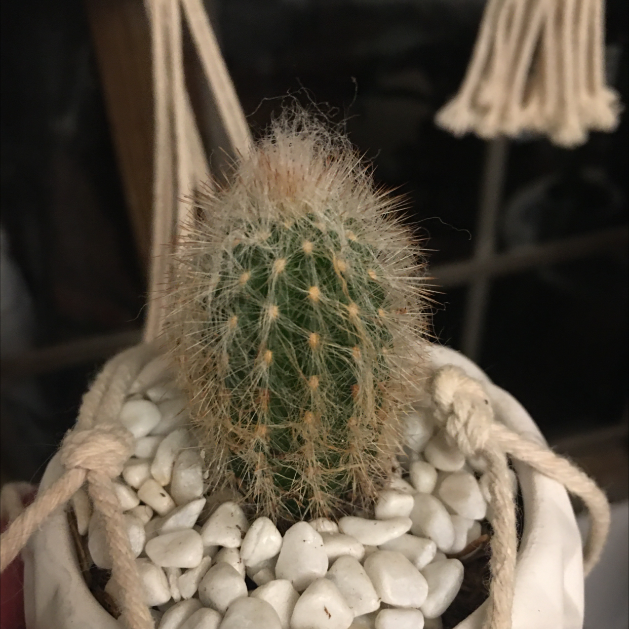 Texas Rainbow Cactus in a pot with white pebbles, appears healthy.