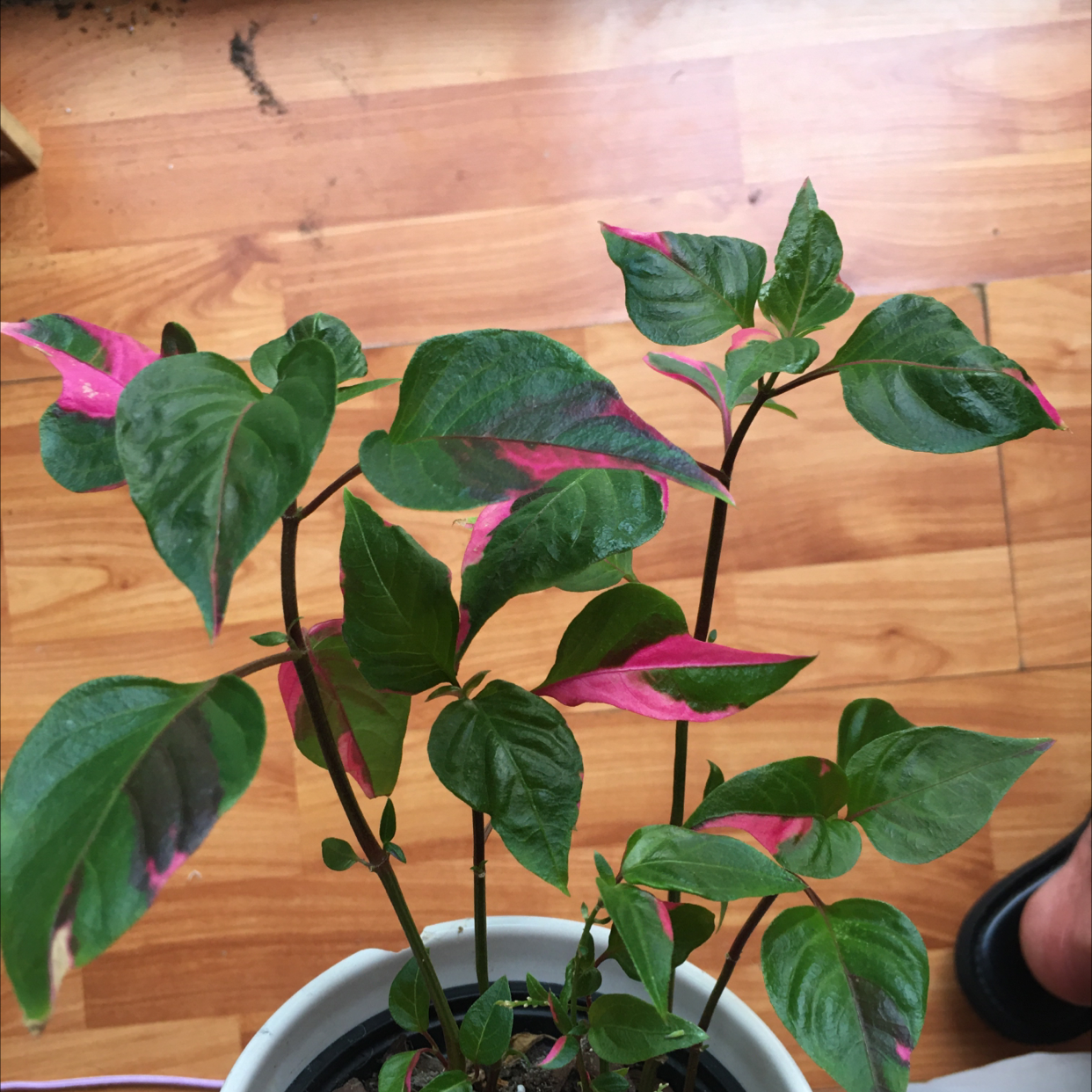 Party Time Alternanthera plant with green and pink variegated leaves in a pot.