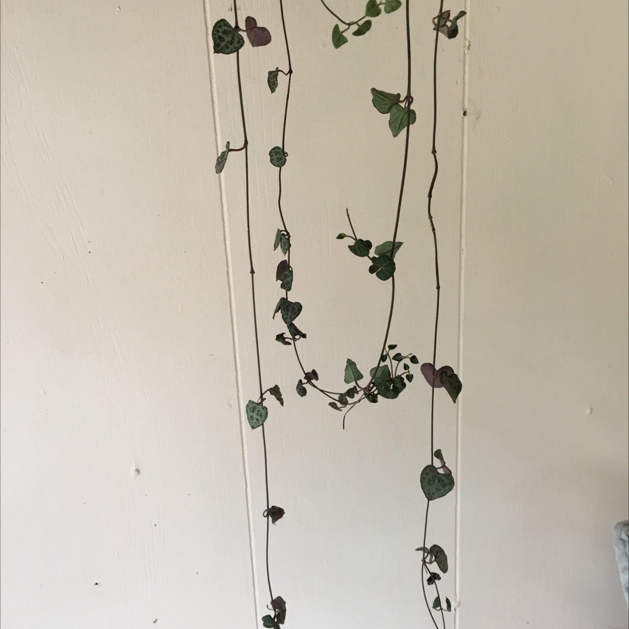 Chain of Hearts plant photo by @samantha369 named String of hearts on Greg, the plant care app.