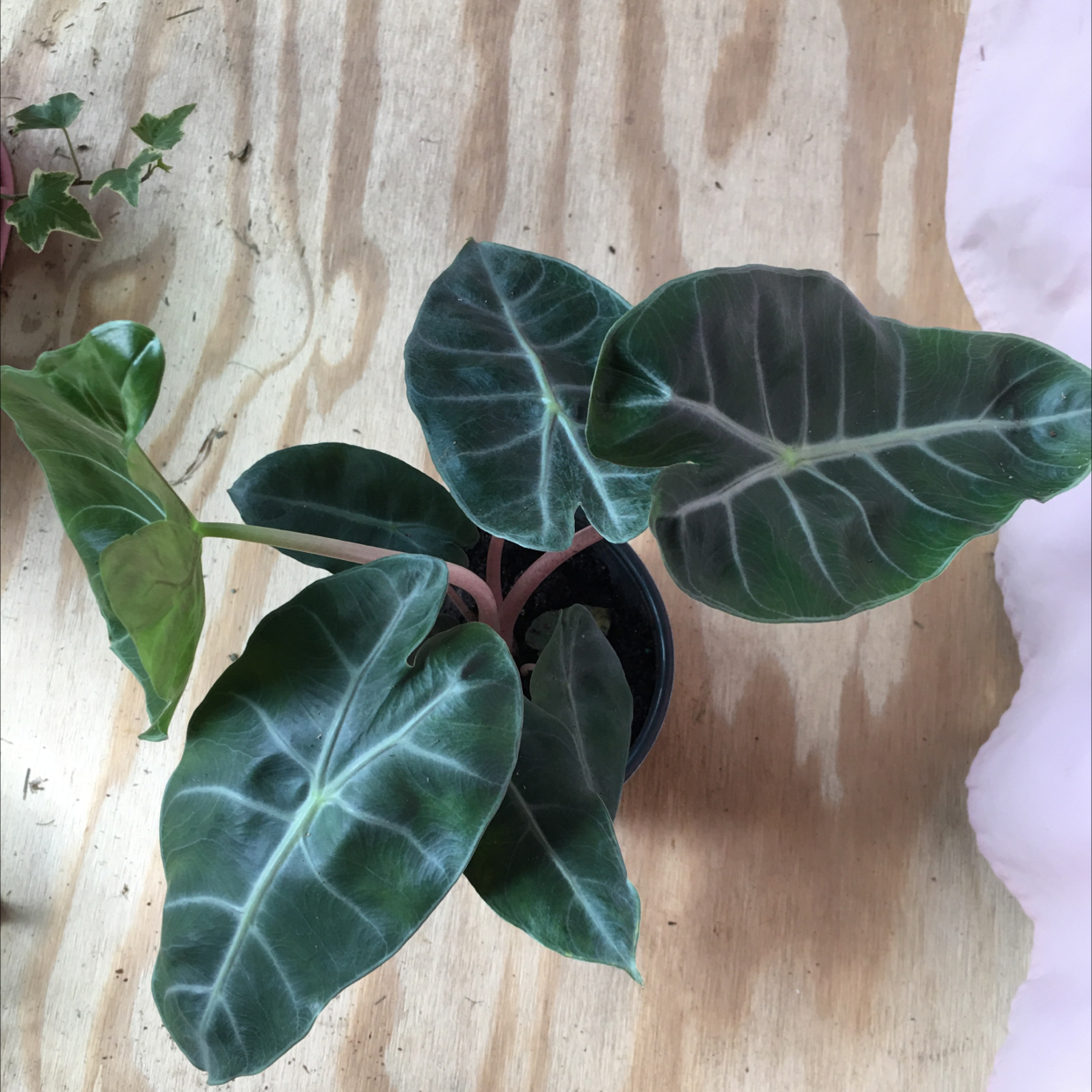 Alocasia Pink Dragon plant with dark green leaves and white veins in a pot.