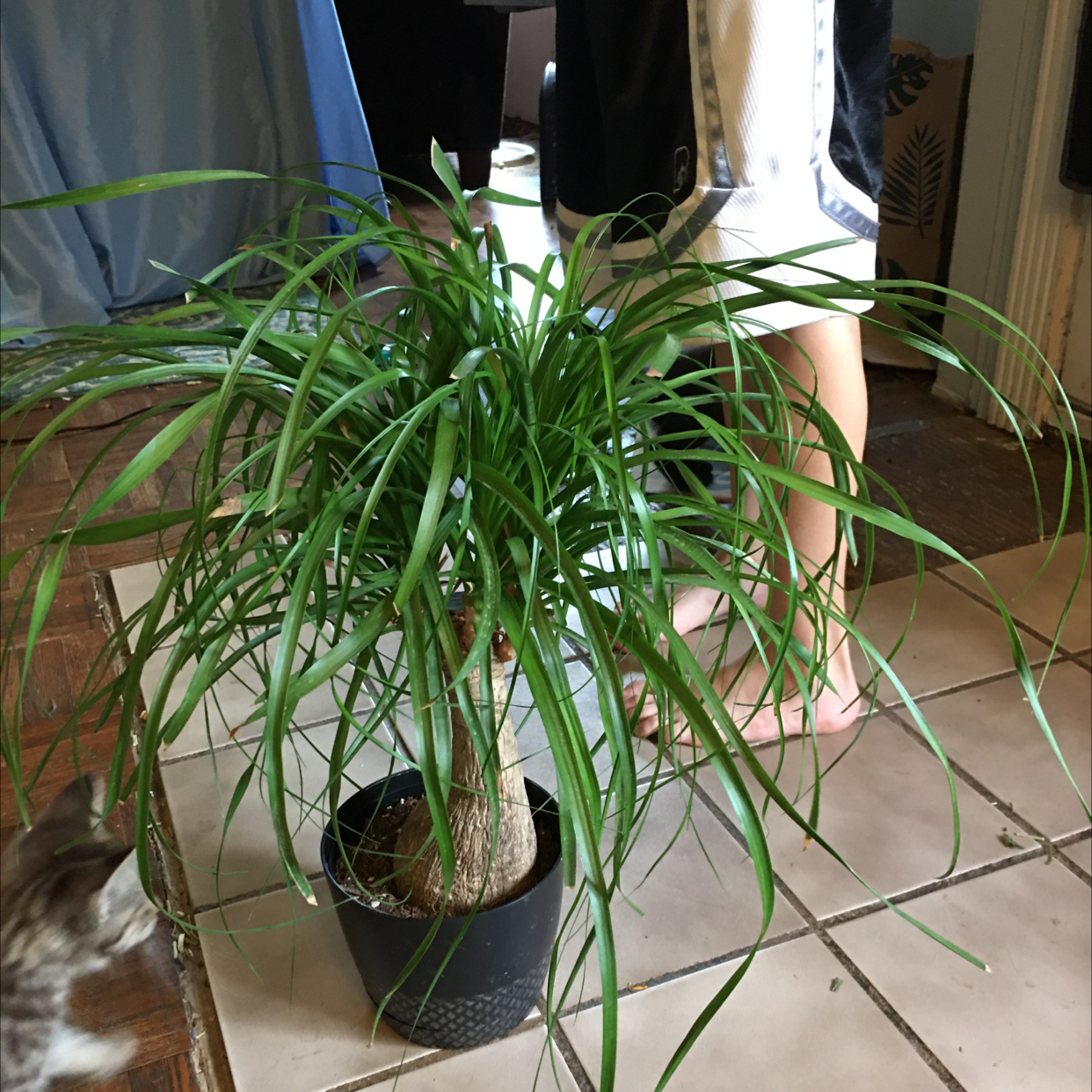 Ponytail Palm plant photo by @samantha369 named Shaggy on Greg, the plant care app.