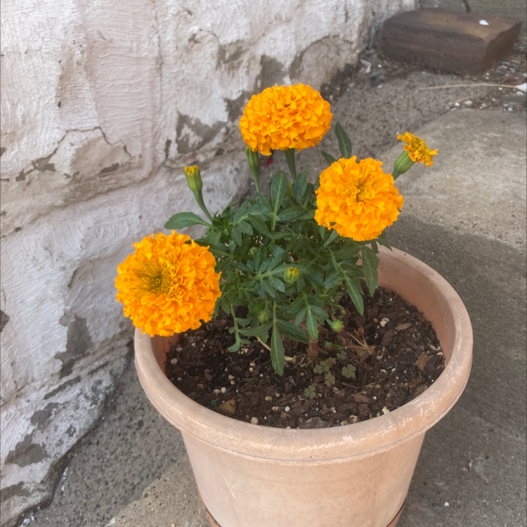 African Marigold plant photo by Meghan named Keanu Leaves on Greg, the plant care app.