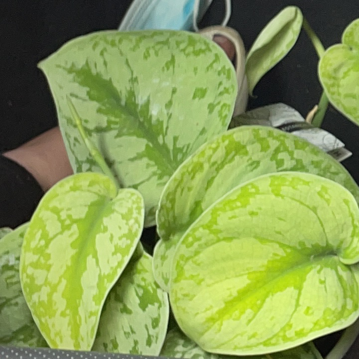 Satin Pothos plant photo by Geo named Freya on Greg, the plant care app.
