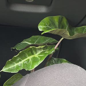 Alocasia Pink Dragon plant photo by Geo named athena on Greg, the plant care app.