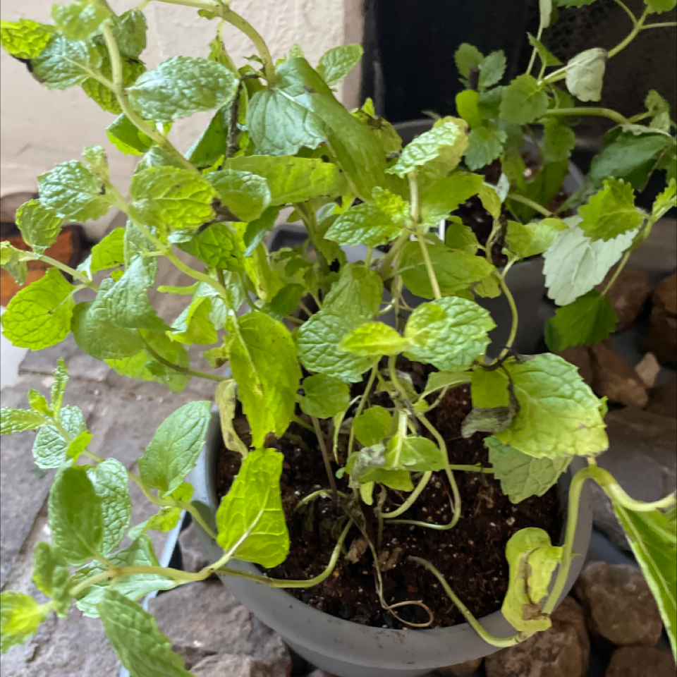 Photo of the plant species Syngonium 'Mini Allusion' by Mari named Your plant on Greg, the plant care app