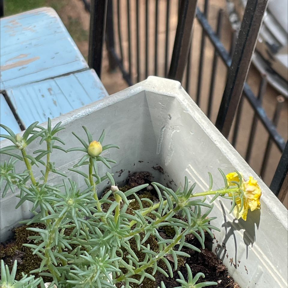 Moss Rose Purselane plant photo by Mari named Your plant on Greg, the plant care app.