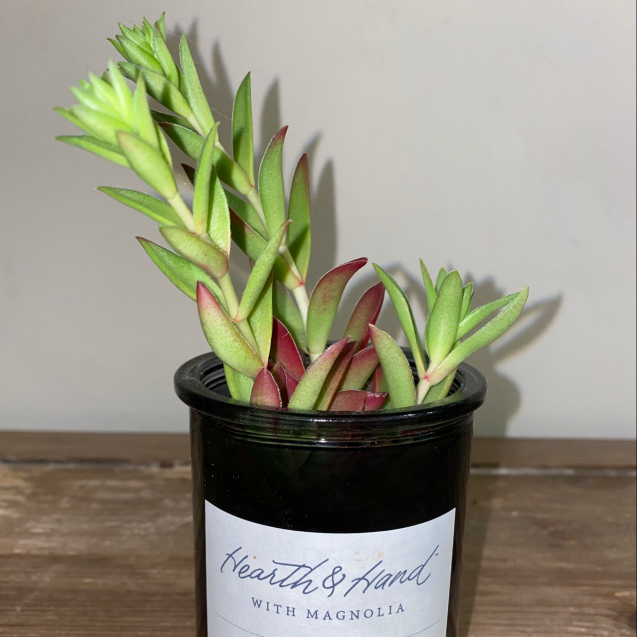 Pale Stonecrop plant in a black pot with green and red-tinted leaves.