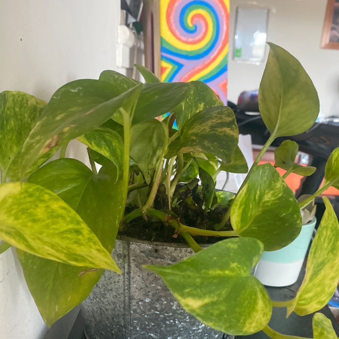 Taro Vine plant photo by Katie named Katie’s living room baby on Greg, the plant care app.