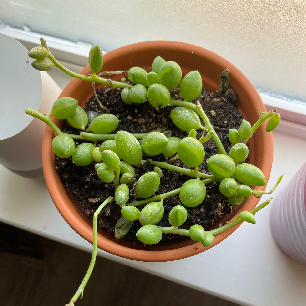 Photo of the plant species String of Watermelons by @alexbenz named Hemingway on Greg, the plant care app