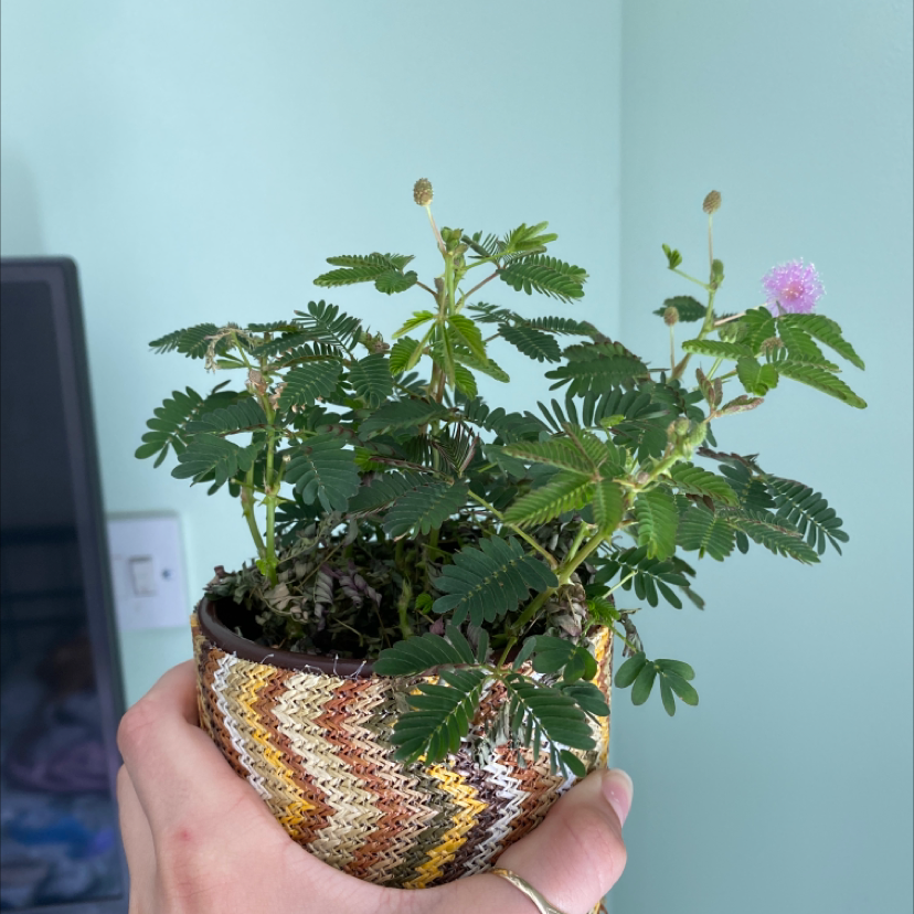 Photo of the plant species Sensitive Plant by @Kacey named Shy one on Greg, the plant care app