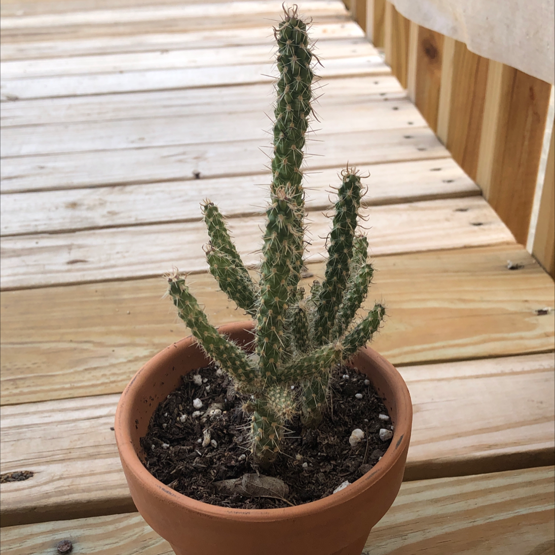Potted Eve's Needle Cactus on a wooden surface, appears healthy.