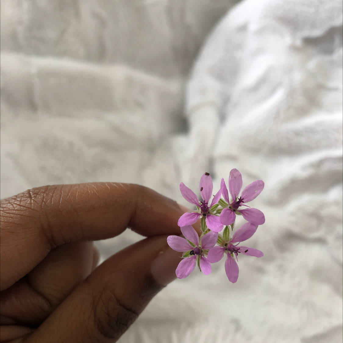 Plant care for Happy Buxton Geranium on Greg, the plant care app