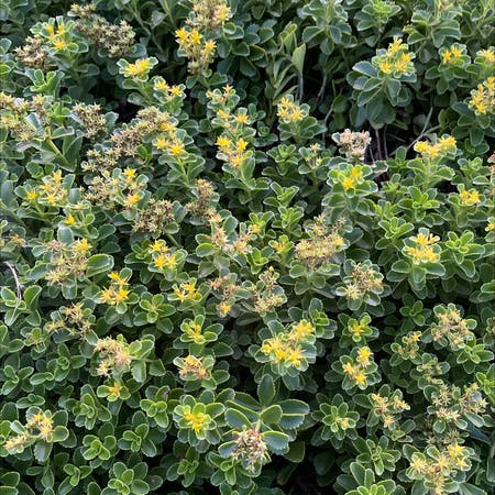Photo of the plant species Cliff Goldenbush by Shelly named Your plant on Greg, the plant care app