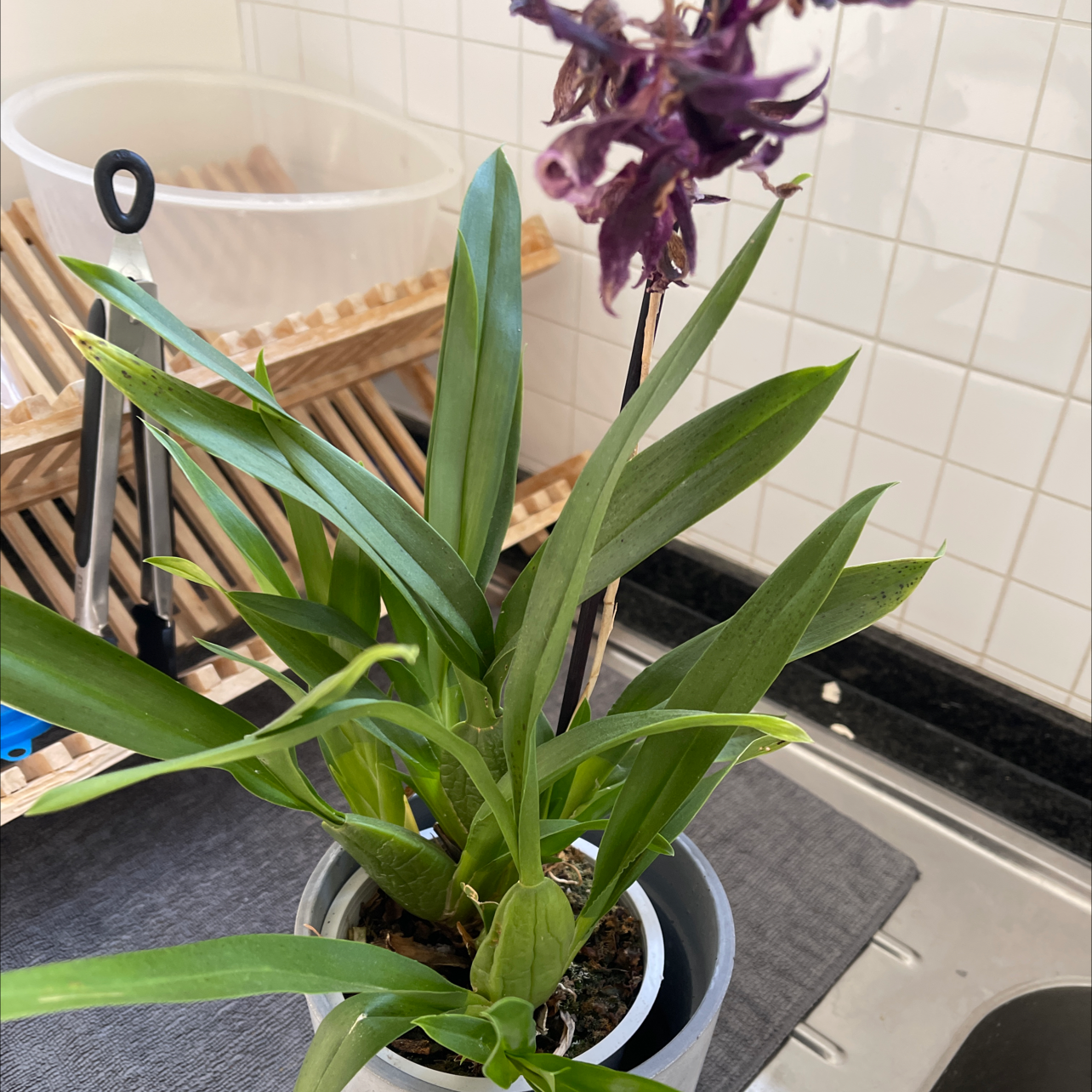 Cockleshell Orchid with green leaves and purple flowers in a pot on a kitchen counter.