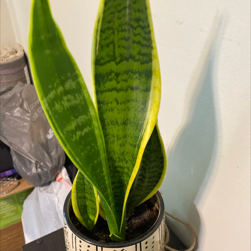 Snake Plant plant photo by @b3llaxq named mellow on Greg, the plant care app.