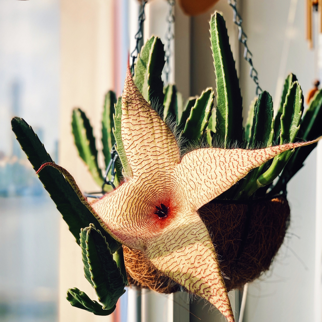 What Do Zulu Giant Flowers Mean?