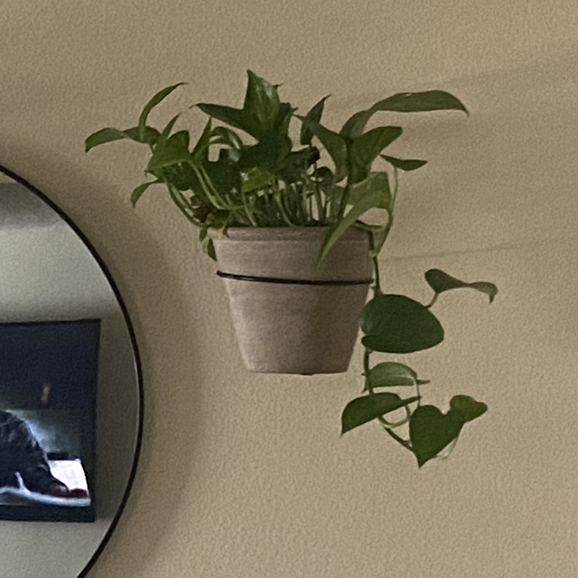 Taro Vine plant photo by @rrhoades named Messi on Greg, the plant care app.
