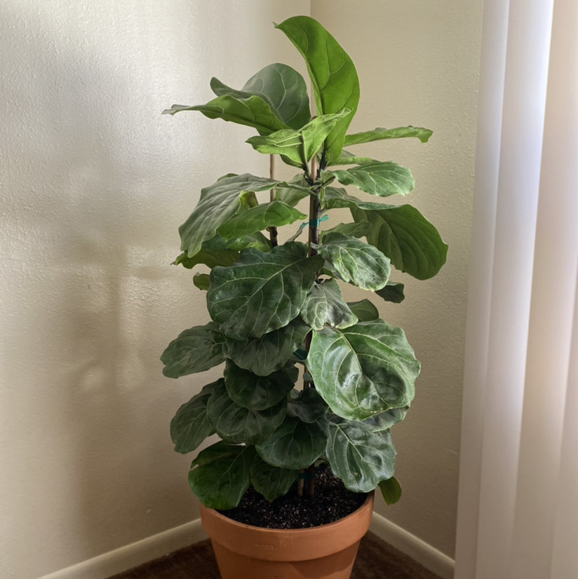 Fiddle Leaf Fig plant photo by @rrhoades named Eva on Greg, the plant care app.