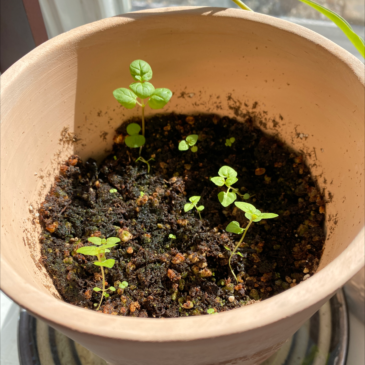 Photo of the plant species Spearmint by @DrAlye named Mint on Greg, the plant care app