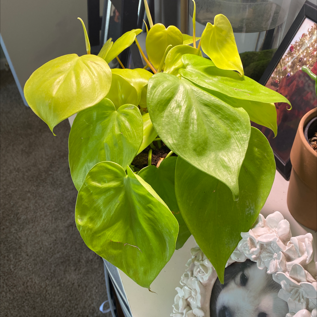 Philodendron Lemon Lime plant with vibrant green and yellow leaves, well-framed and in focus.