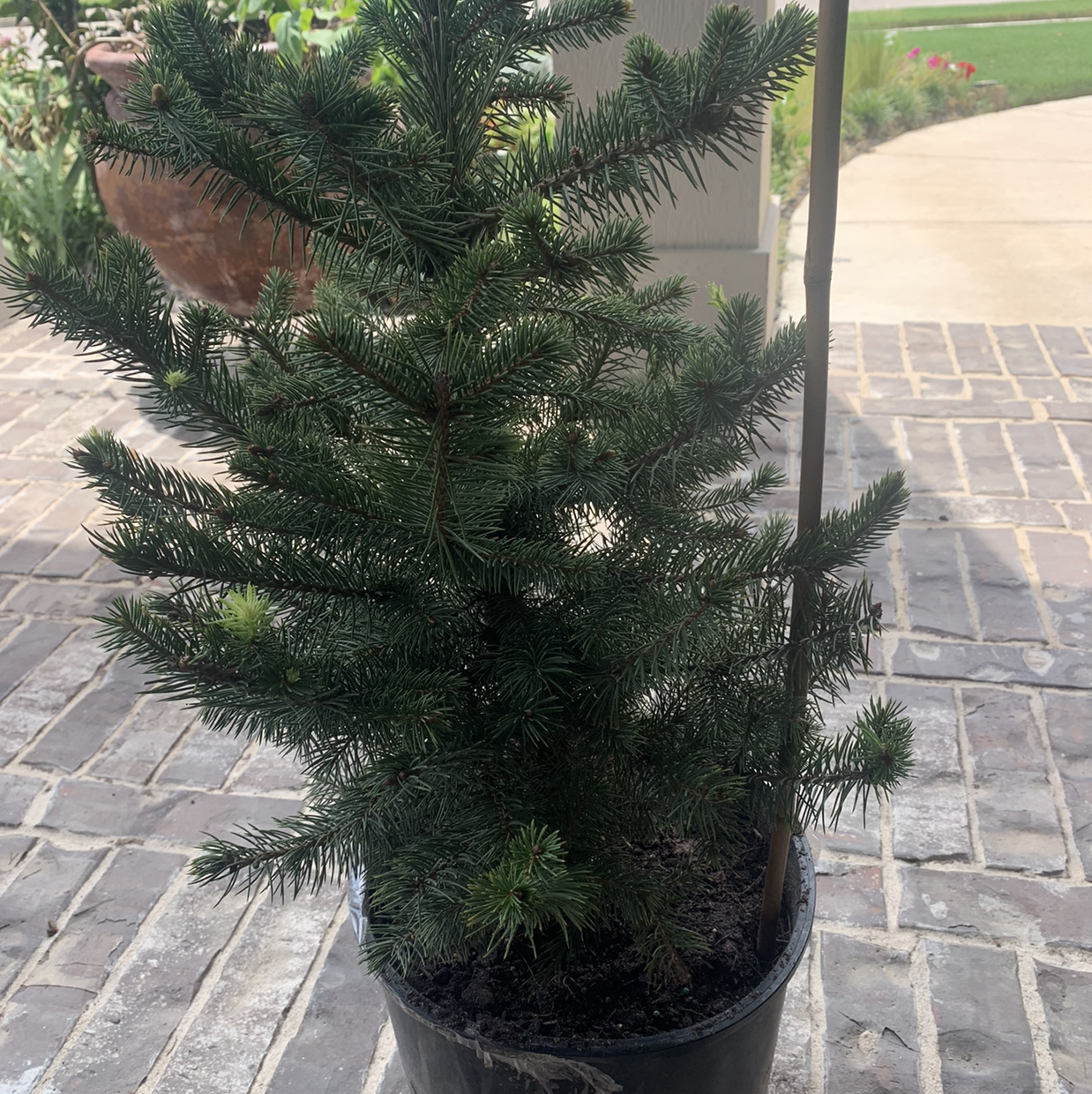 Potted Blue Spruce plant with dense green needles, well-framed and healthy.