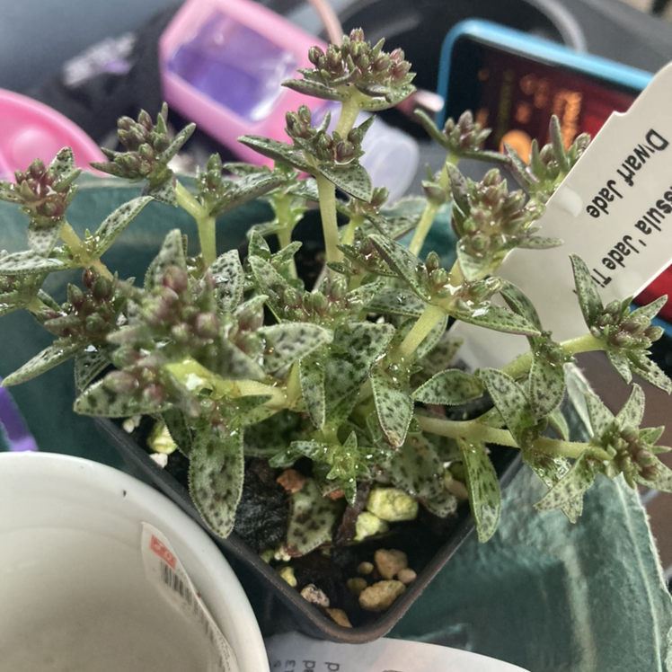 Photo of the plant species Tiger Jade by @milsplants named tigera on Greg, the plant care app