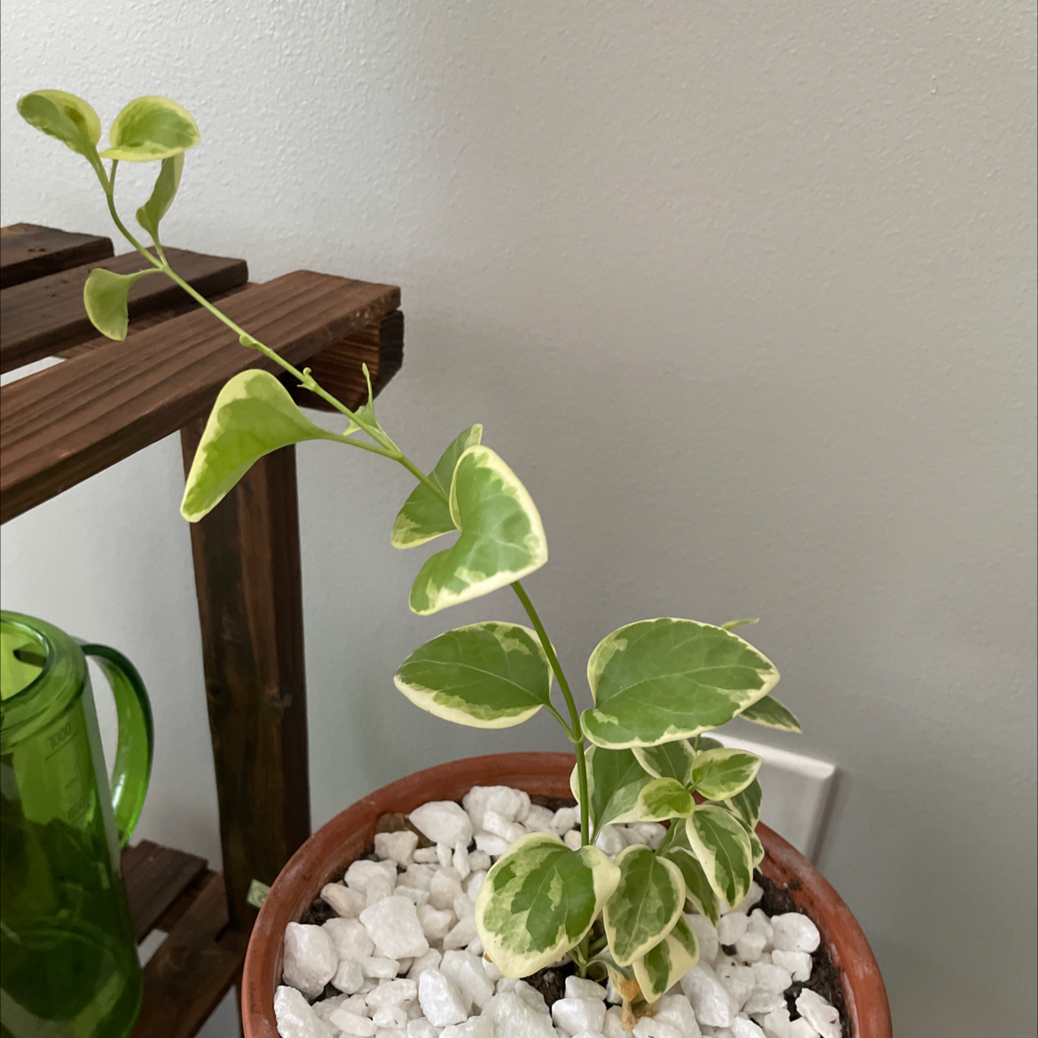 Healthy variegated greater periwinkle plant with glossy green and white leaves, growing in a small terracotta pot with white stones.