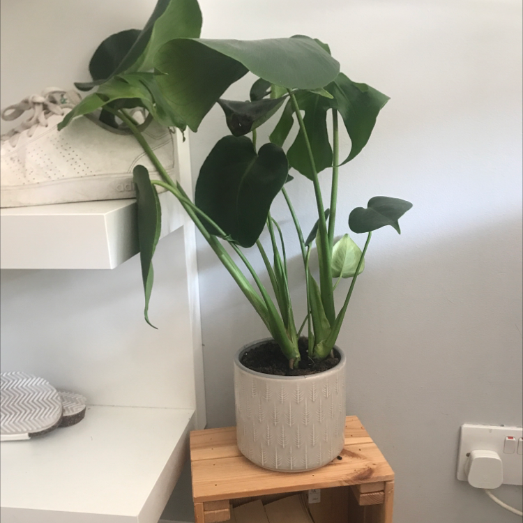 Monstera plant photo by @olivia.kate named james potter <3 on Greg, the plant care app.