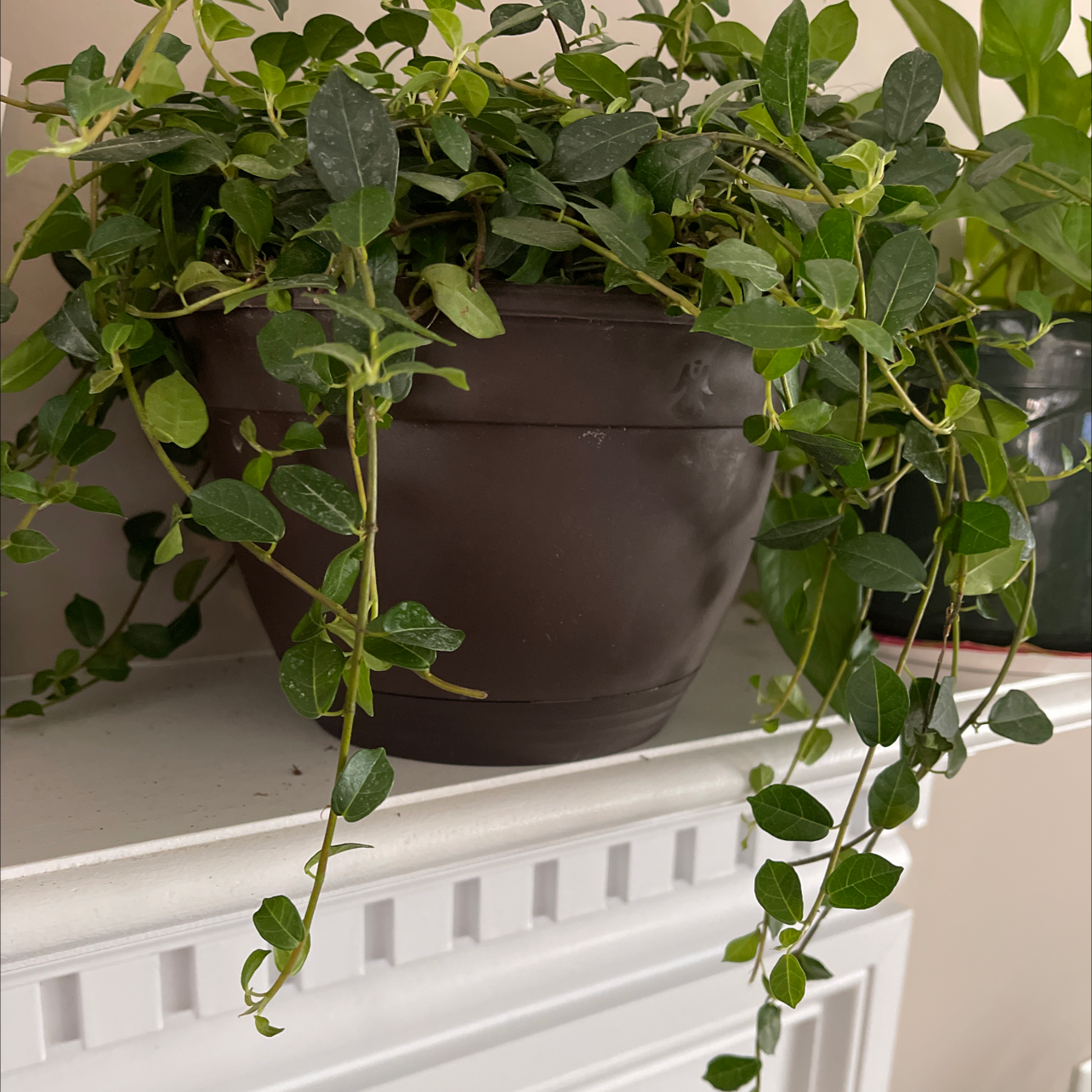 Maidenhair Vine in a dark brown pot with trailing vines on a white surface.